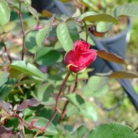 Rosa Blackberry Nip - image 2