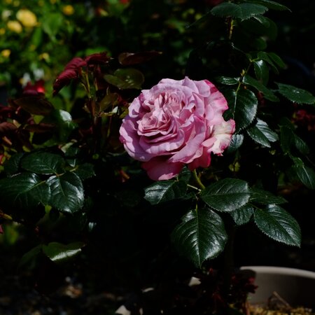 Rosa Blue Girl