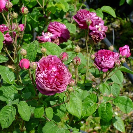 Rosa Cardinal de Richelieu