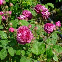 Rosa Cardinal de Richelieu