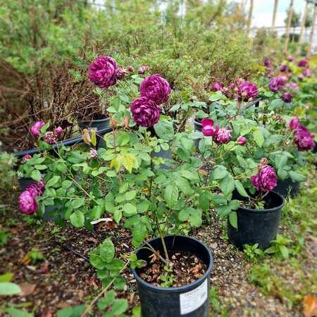 Rosa Cardinal de Richelieu - image 3