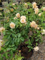 Rosa Chinatown