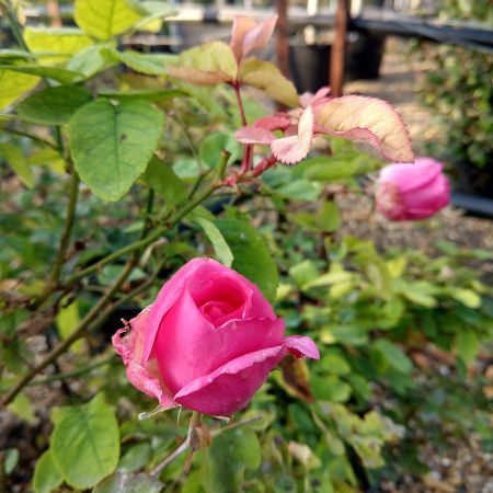 Rosa Crown Princess Margareta