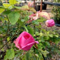 Rosa Crown Princess Margareta