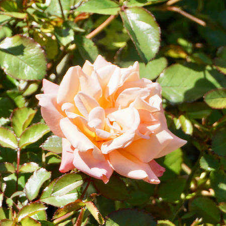Rosa Cubana