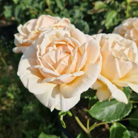 Rosa Diamond Jubilee - image 1