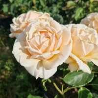 Rosa Diamond Jubilee - image 1