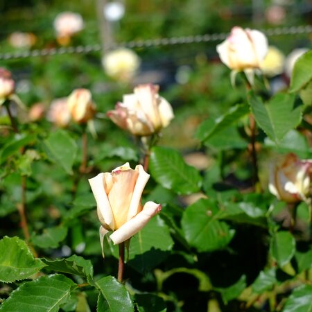 Rosa Diamond Jubilee