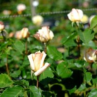 Rosa Diamond Jubilee - image 2