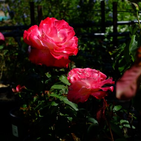 Rosa Double Delight