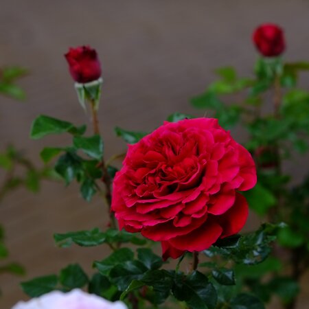 Rosa Fisherman's Friend