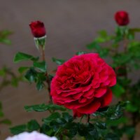 Rosa Fisherman's Friend