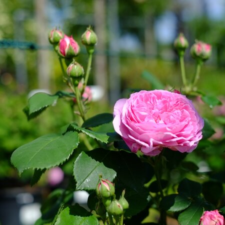 Rosa Gertrude Jekyll - image 2