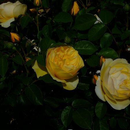 Rosa Graham Thomas