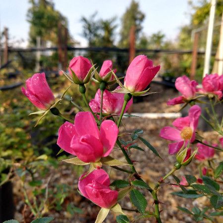 Rosa Hertfordshire
