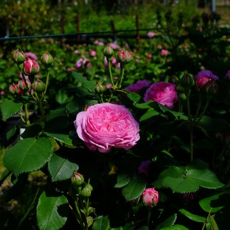 Rosa Louise Odier