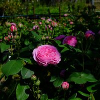 Rosa Louise Odier