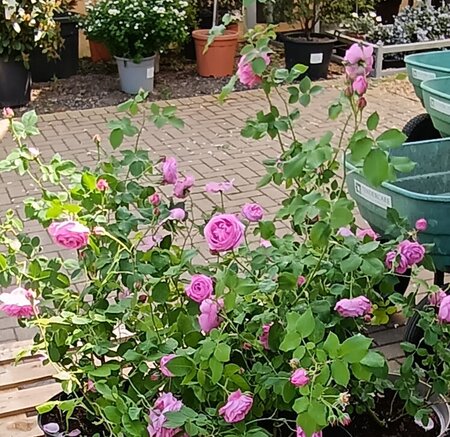 Rosa Louise Odier