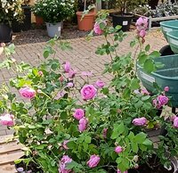 Rosa Louise Odier