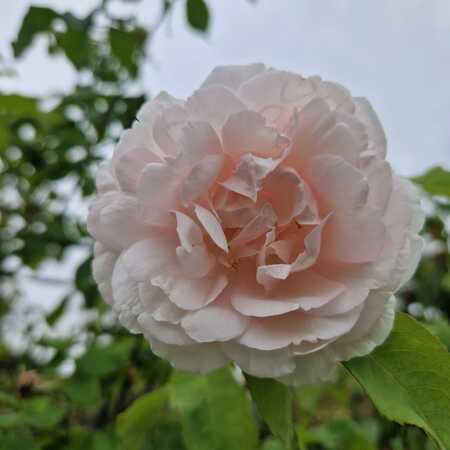 Rosa Madame Alfred Carriere