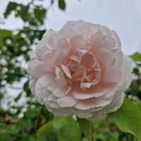 Rosa Madame Alfred Carriere