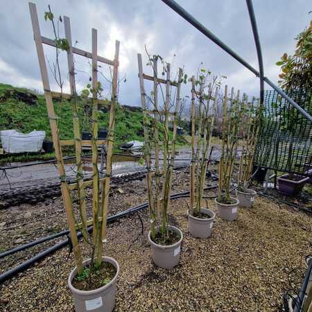 Rosa Madame Alfred Carriere