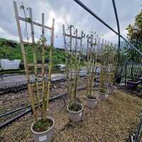 Rosa Madame Alfred Carriere