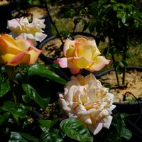 Rosa Peace