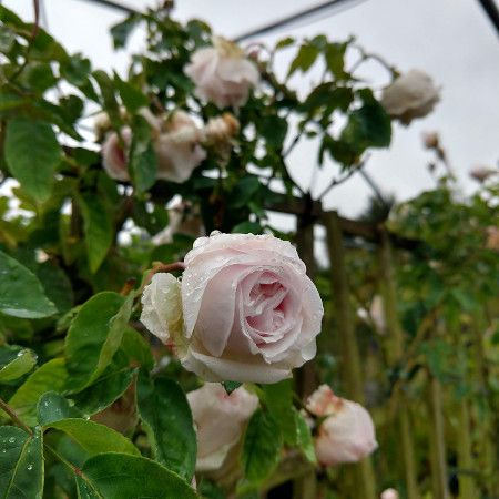 Rosa Souvenir de La Malmaison