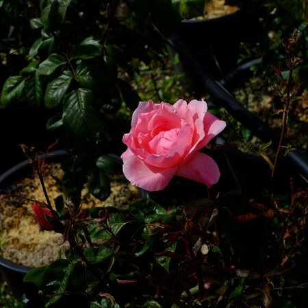 Rosa The Queen Elizabeth