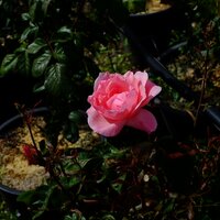 Rosa The Queen Elizabeth