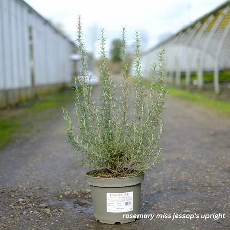 Rosmarinus Miss Jessops Upright