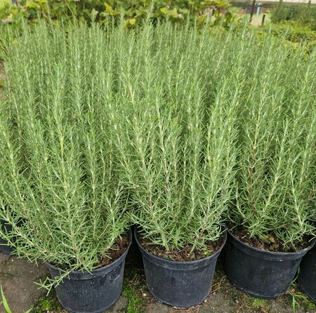 Rosmarinus Miss Jessops Upright