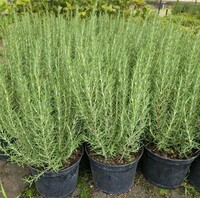 Rosmarinus Miss Jessops Upright