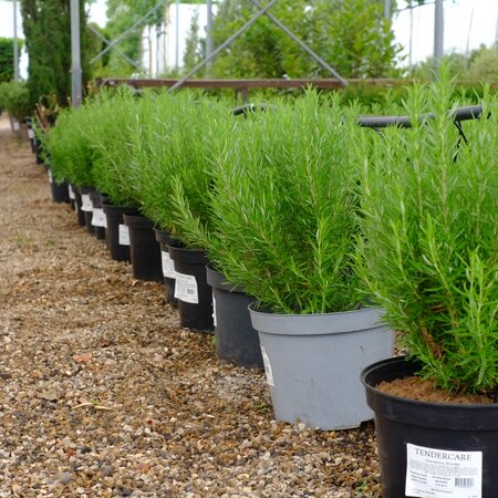 Rosmarinus officinalis