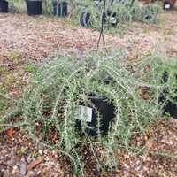 Rosmarinus officinalis Riviera