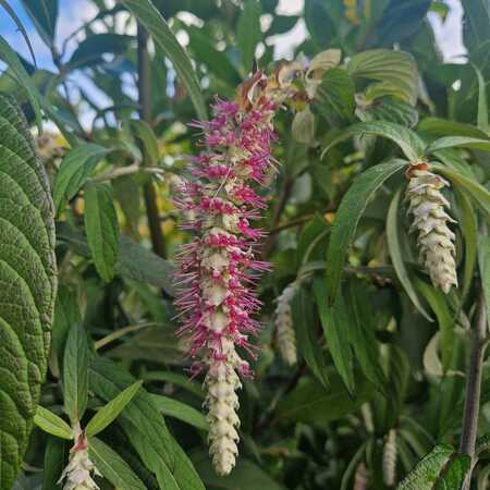 Rostrinucula dependens - image 1