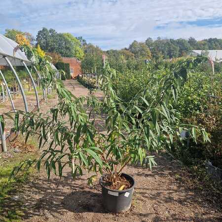 Rostrinucula dependens - image 2