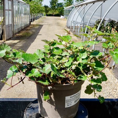 Rubus Betty Ashburner