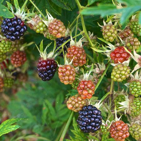 Rubus fru. Black Satin | Order online @ Tendercare