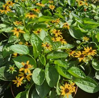 Rudbeckia fulgida Little Goldstar