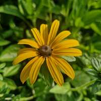 Rudbeckia fulgida var. deamii - image 1