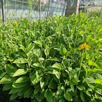 Rudbeckia fulgida var. deamii - image 2
