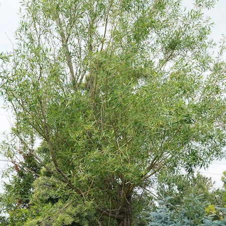 Salix alba  var vit. Britzensis - image 2