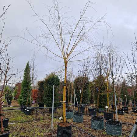 Salix babylonica Aurea