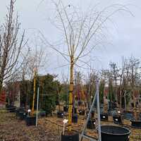 Salix babylonica Aurea