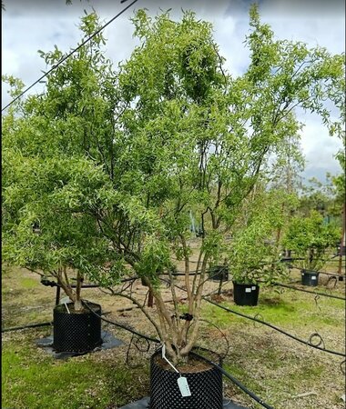 Salix babylonica tortuosa - image 2