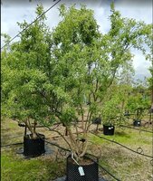 Salix babylonica tortuosa - image 2