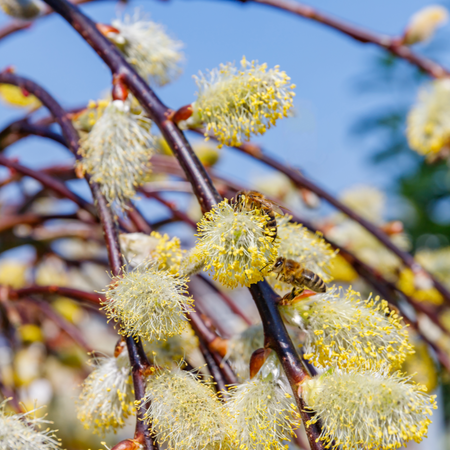 Salix caprea Kilmarnock