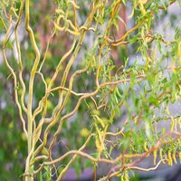 Salix matsudana Tortuosa